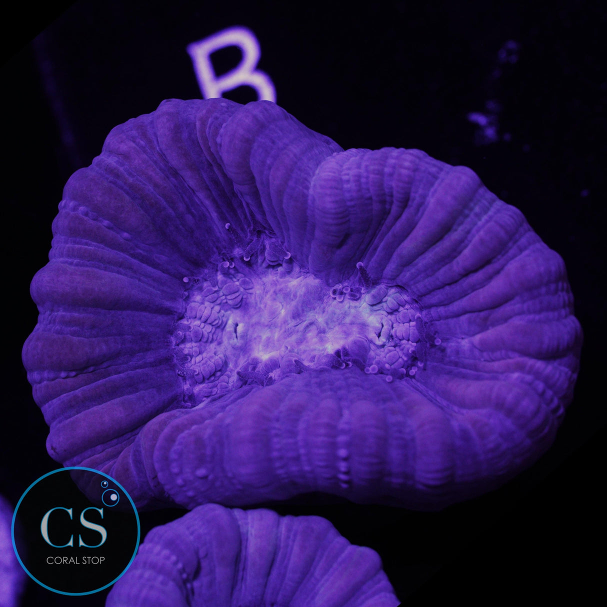 Reef Builders Giant Purple Candy Cane