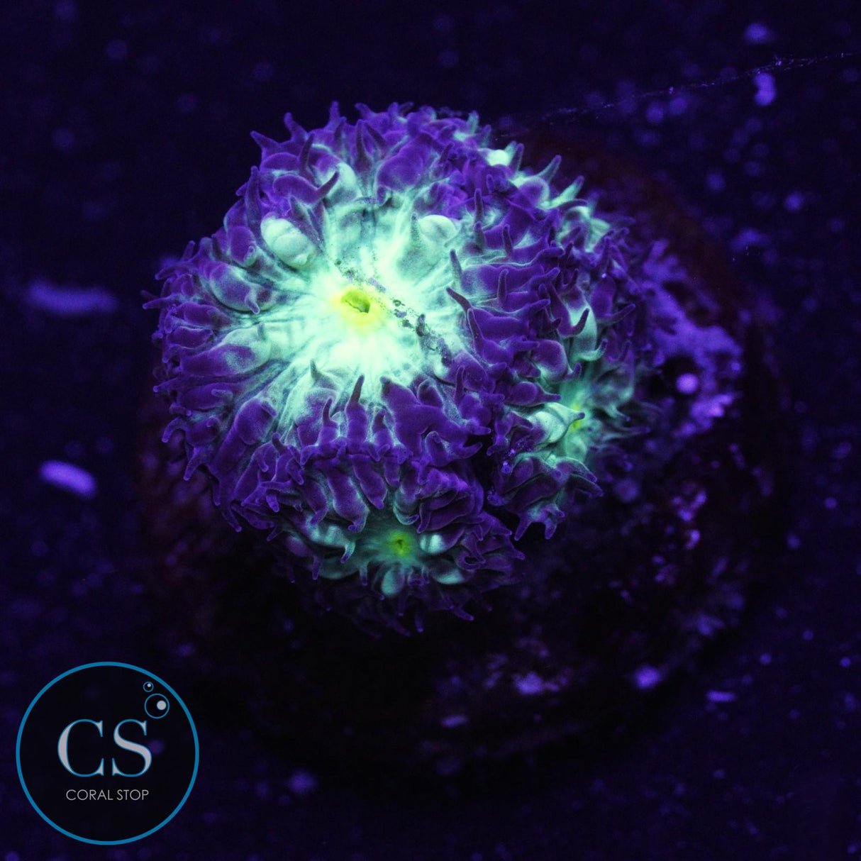 Emerald Blastomussa Merletti