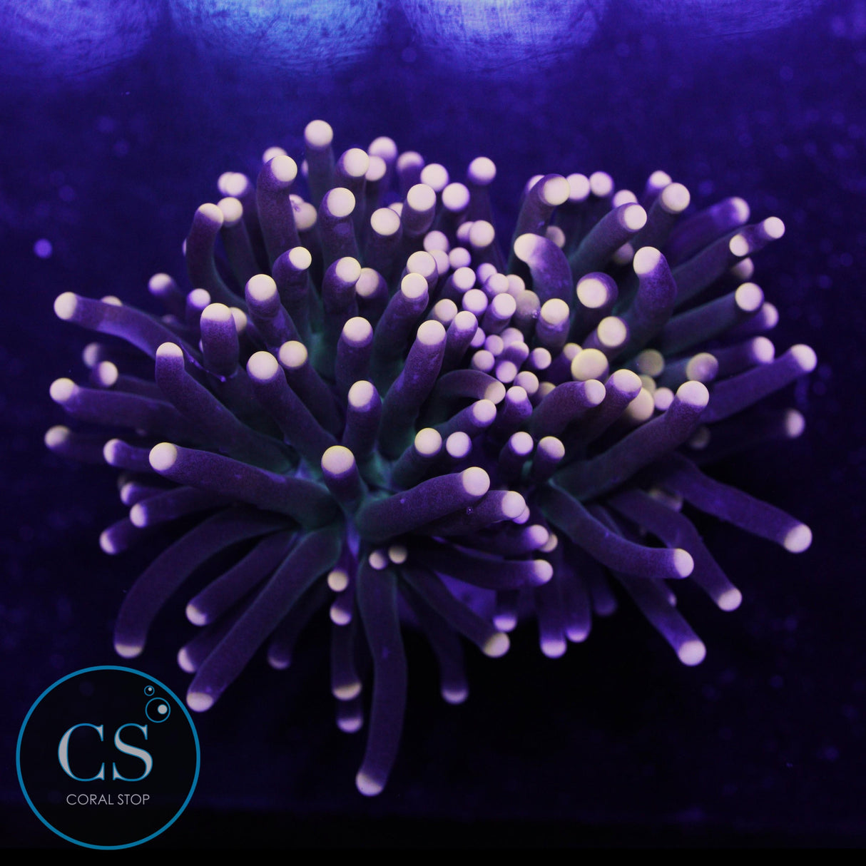 Miami Hurricane Torch