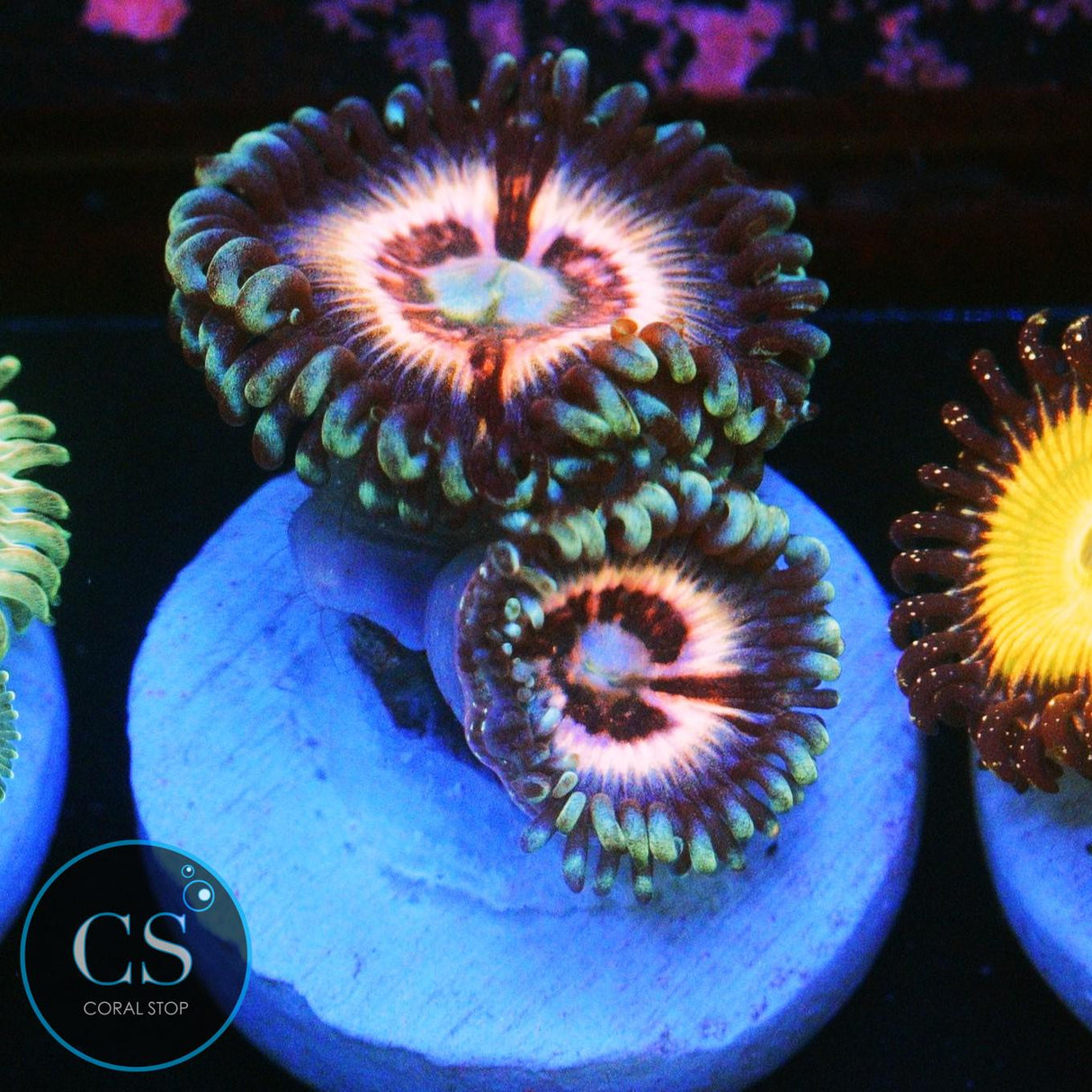 JPS PINK CONSTELLATION ZOA