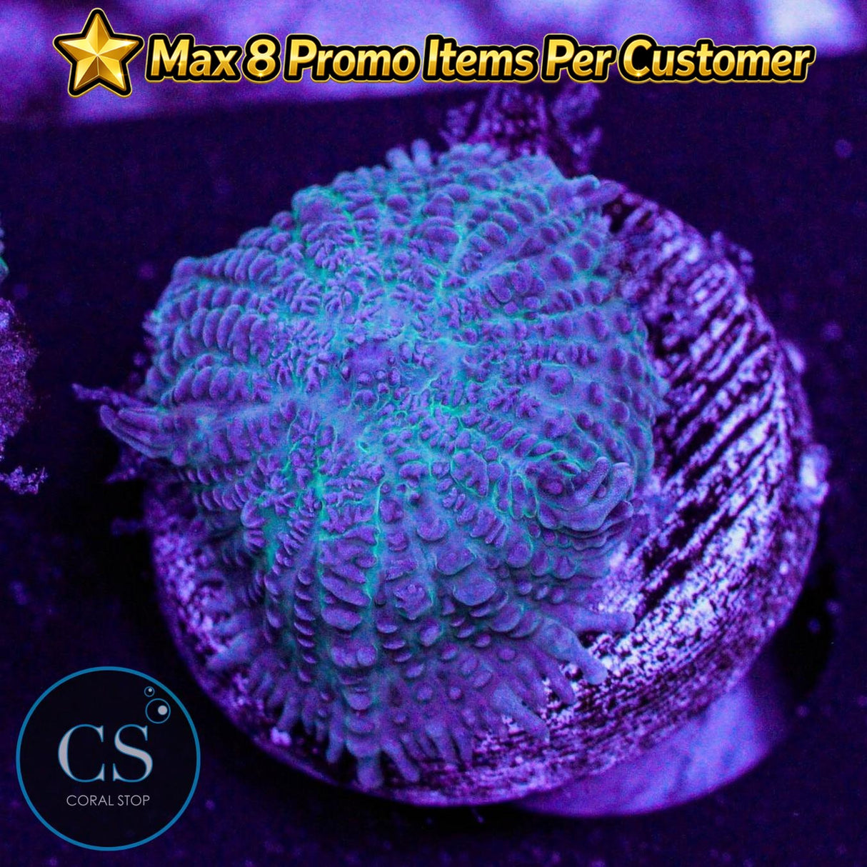 Rare Blue Rhodactis Mushroom