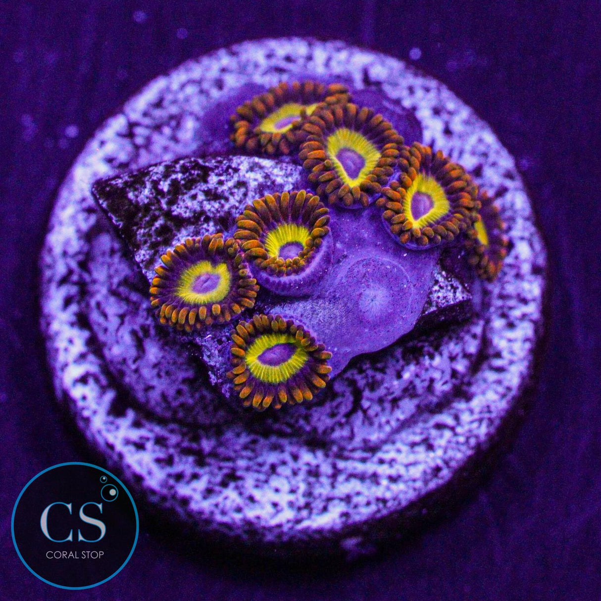Fruit Loop Zoa