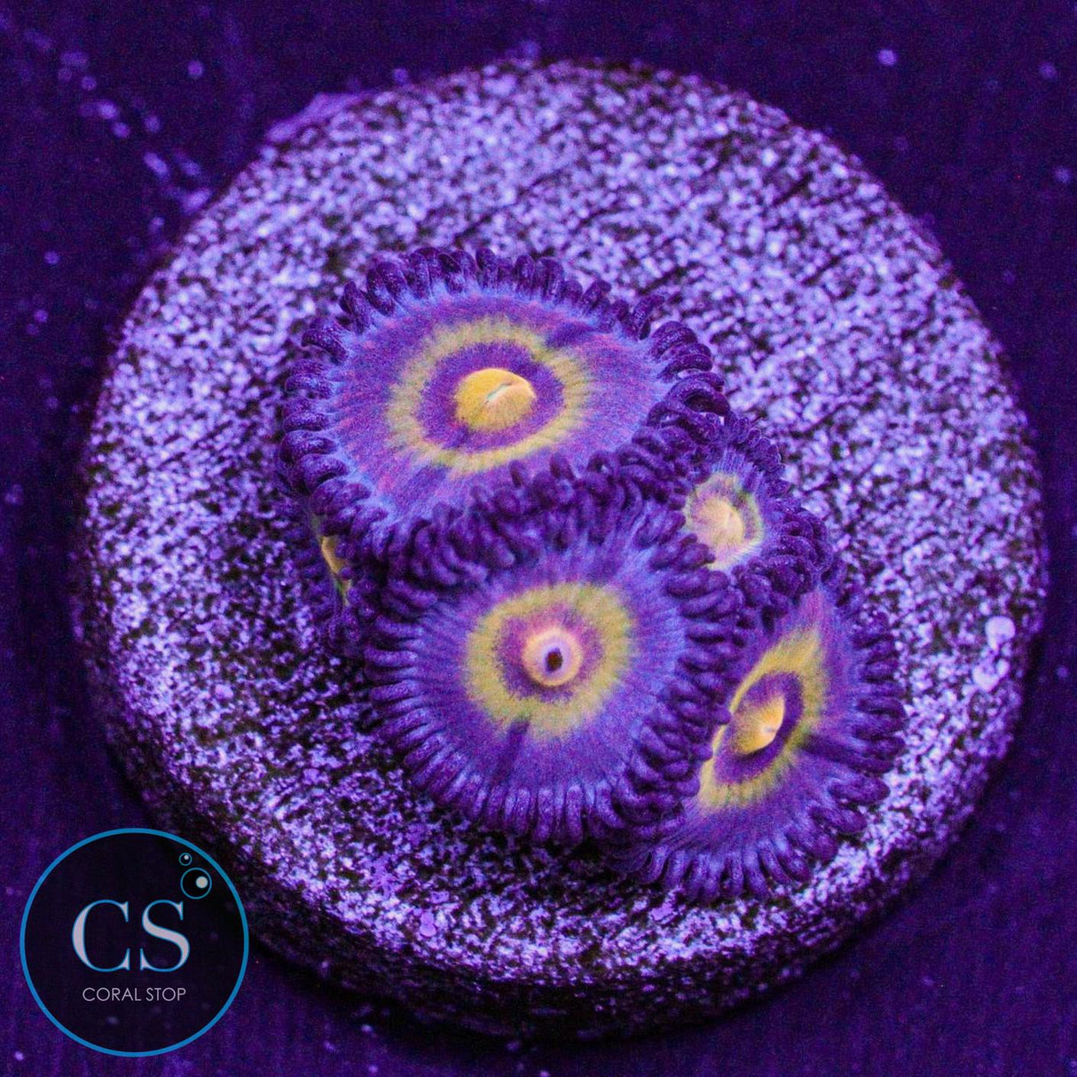 OG Wolverine Zoa