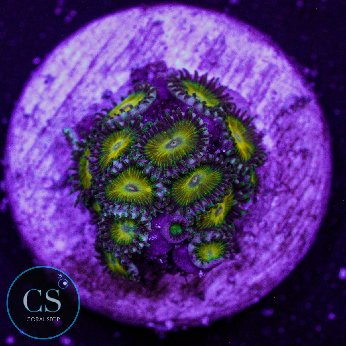 CS Coop Sauce Zoa