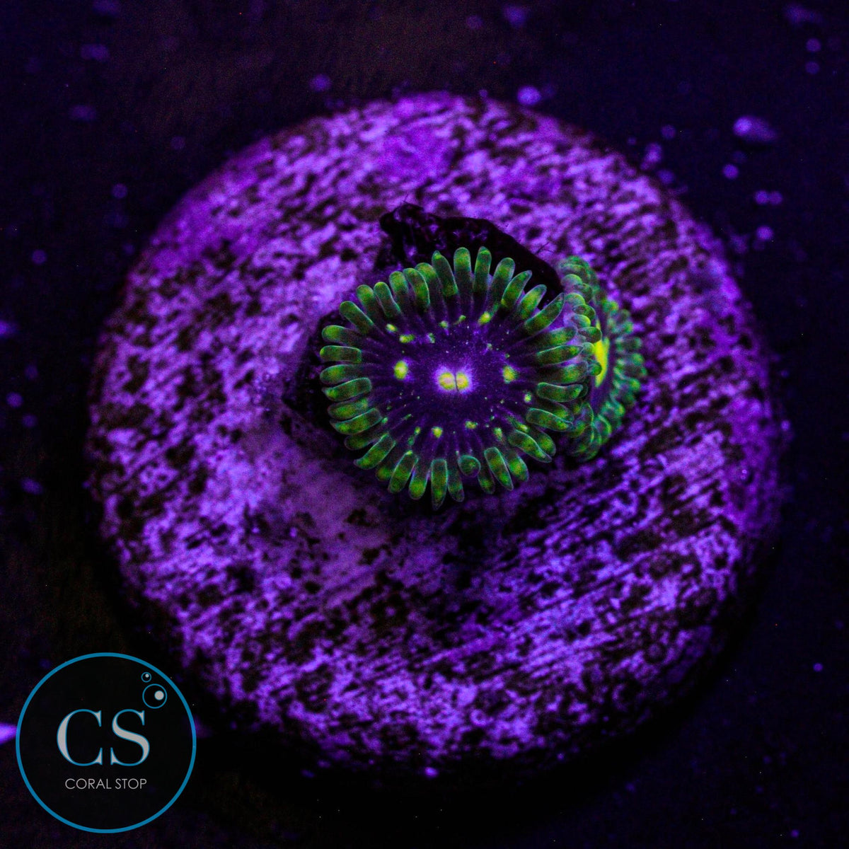 Exosphere Zoa