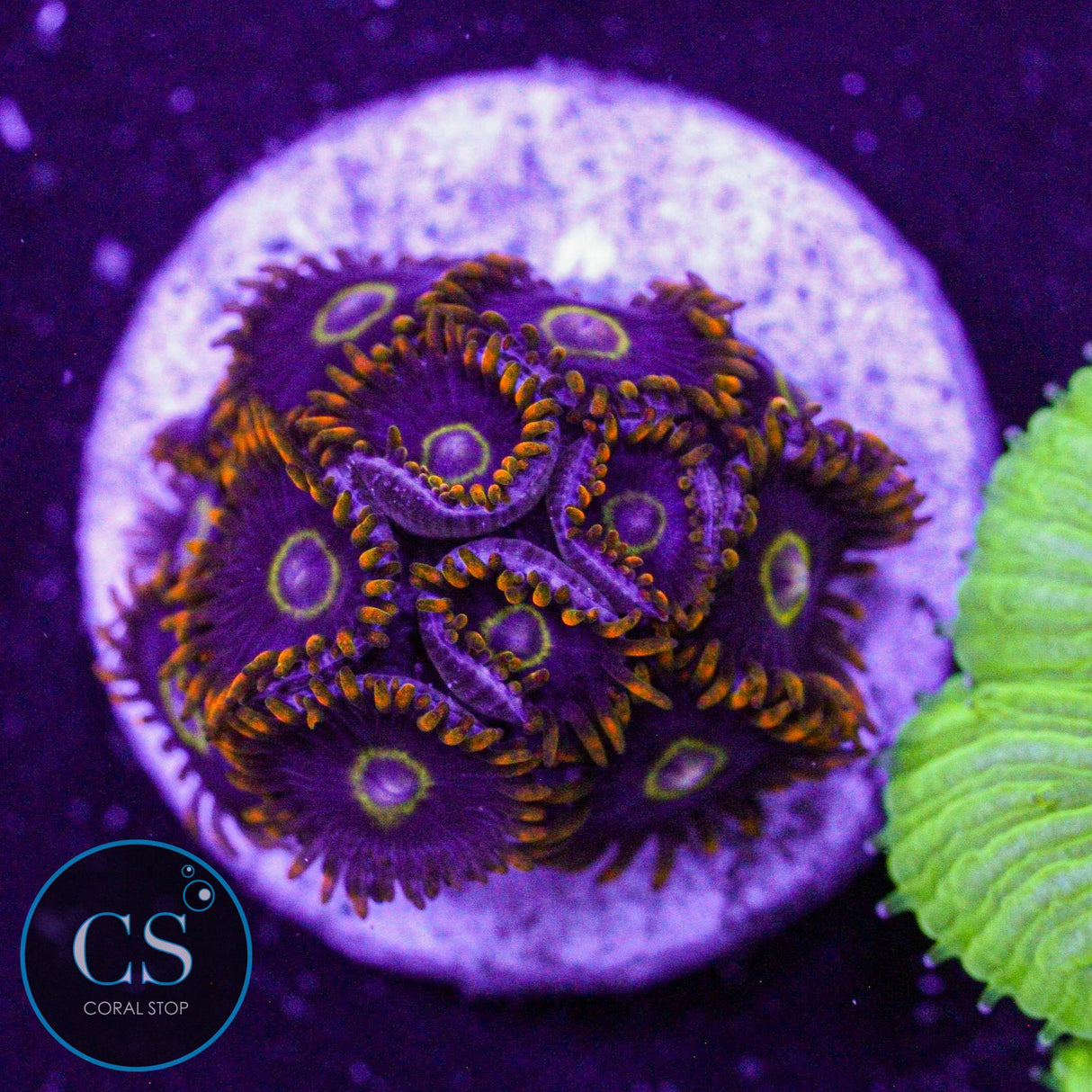 Rainbow Hornet Zoa