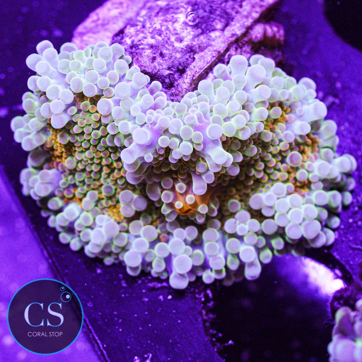Rainbow Malaysian Yuma Mushroom