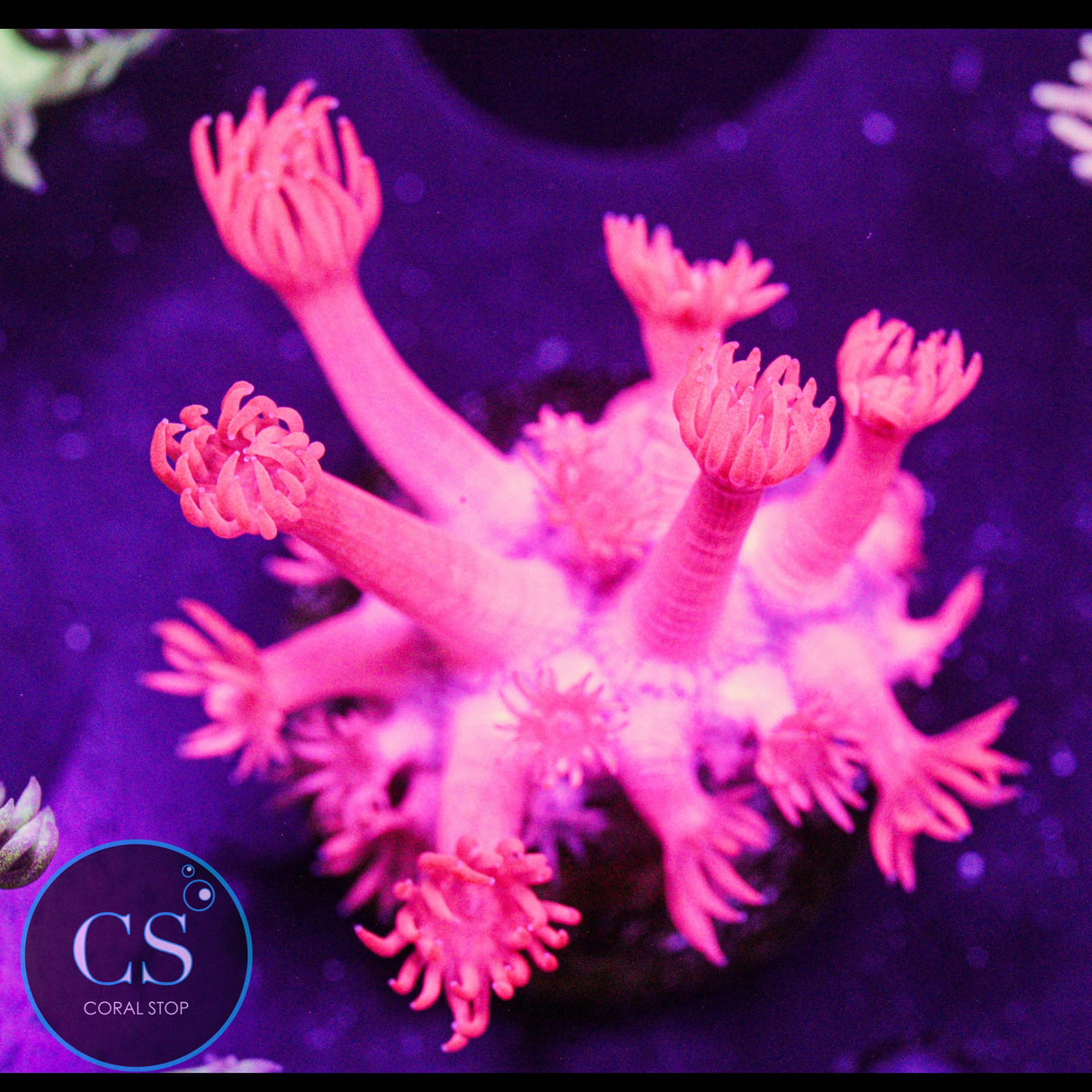 Fuchsia Red Goniopora