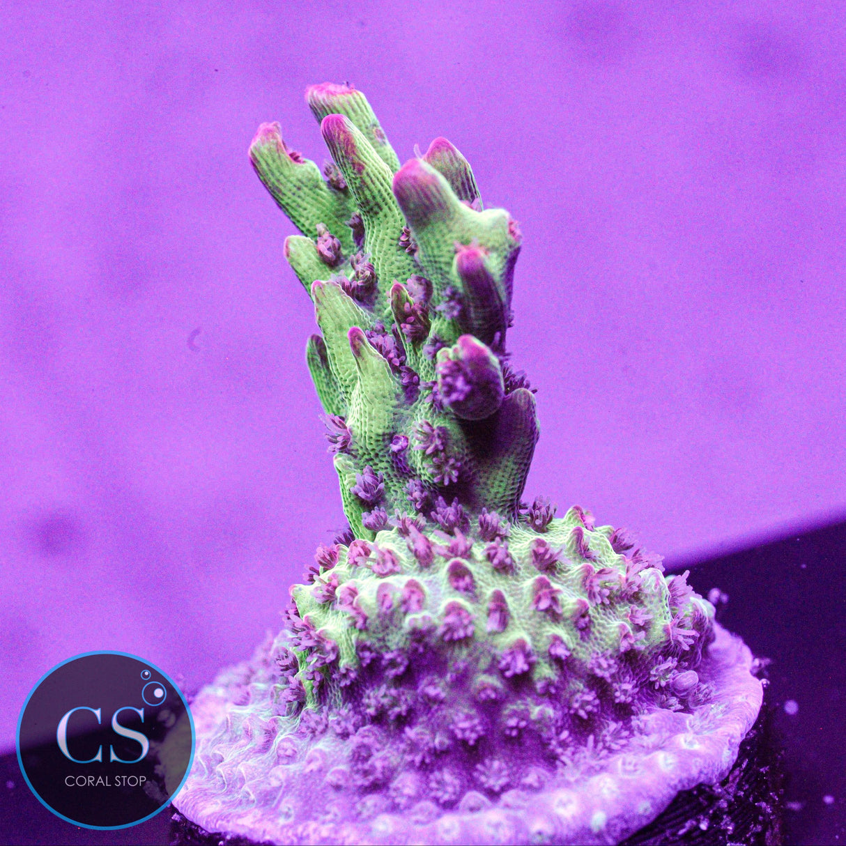 WWC Strip Tease Acro