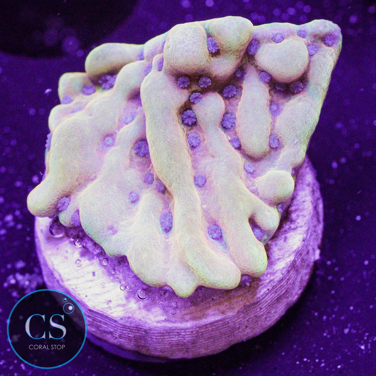 RR Crazy T Montipora