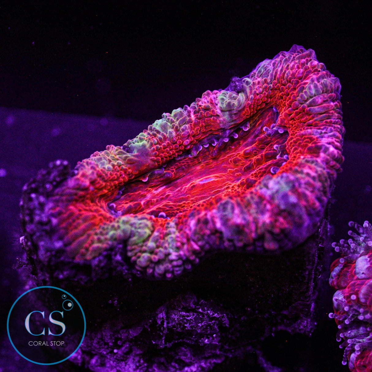 Rainbow Acan