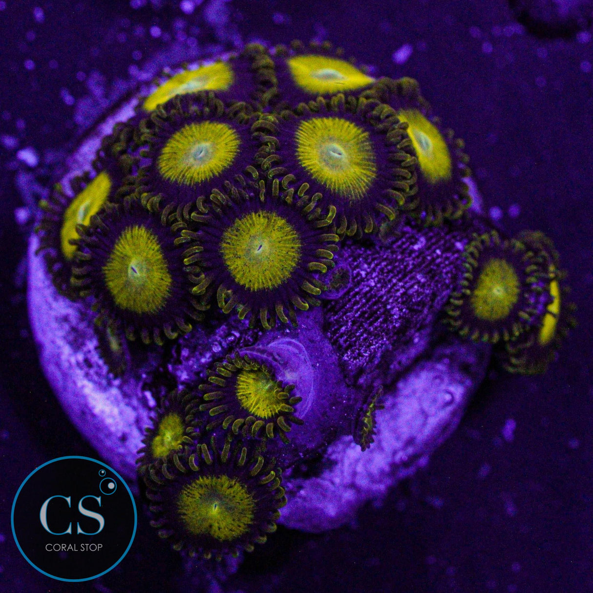 King Midas Zoa