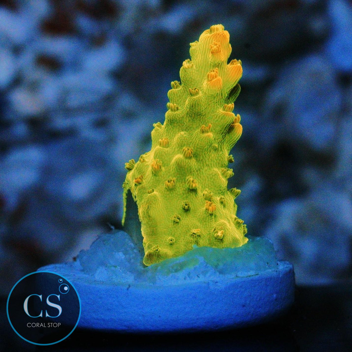 TGC CREAMSICLE ACRO