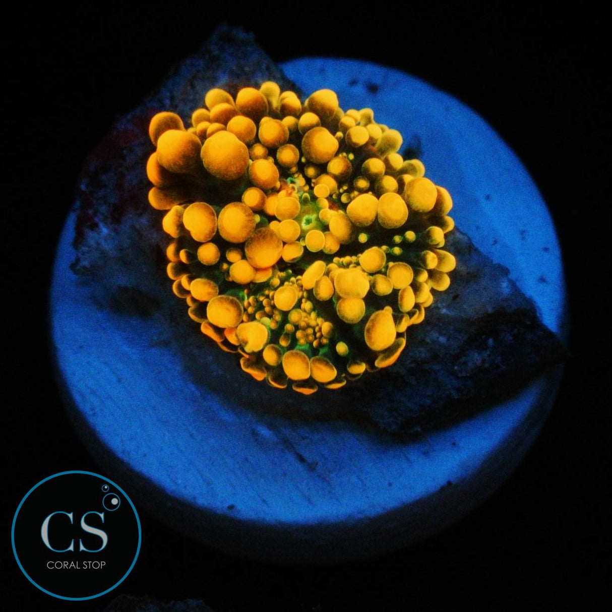 KING KONG YUMA MUSHROOM