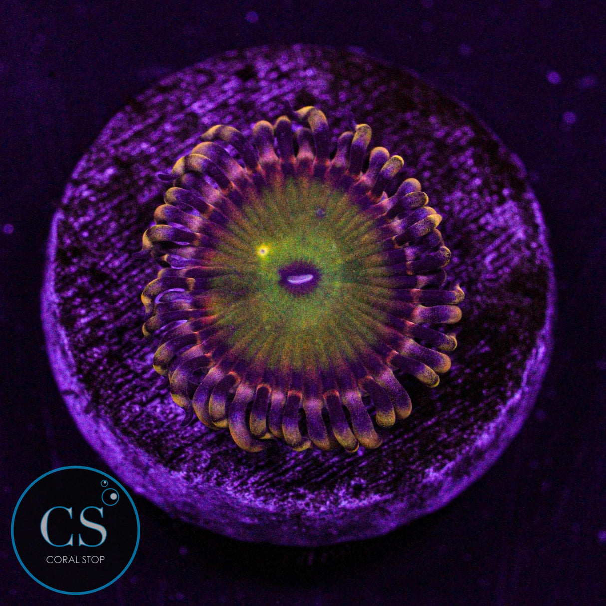 GB Rainbow Troll Zoa