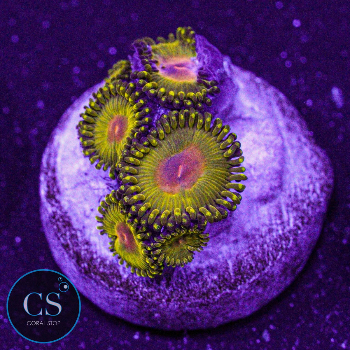 WWC Golden Gods Zoa