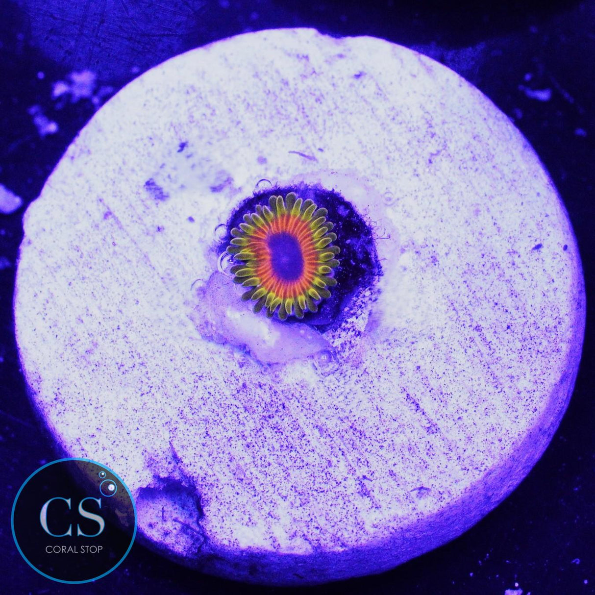 GREAT OWL ZOA