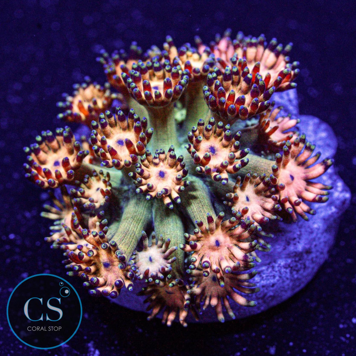 Grandmaster Goniopora