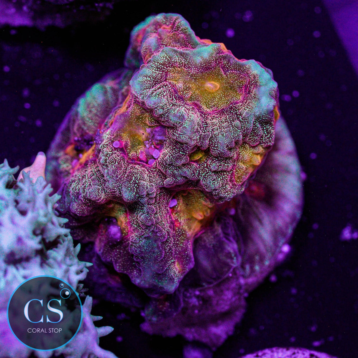 CS Spellbinder Favia