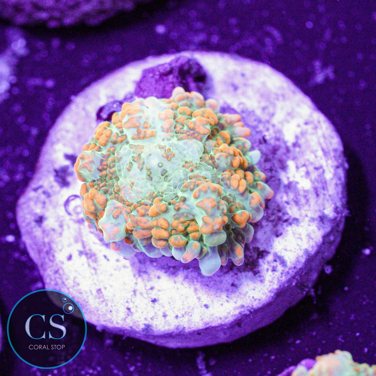 Ultra Tequila Sunrise Mushroom