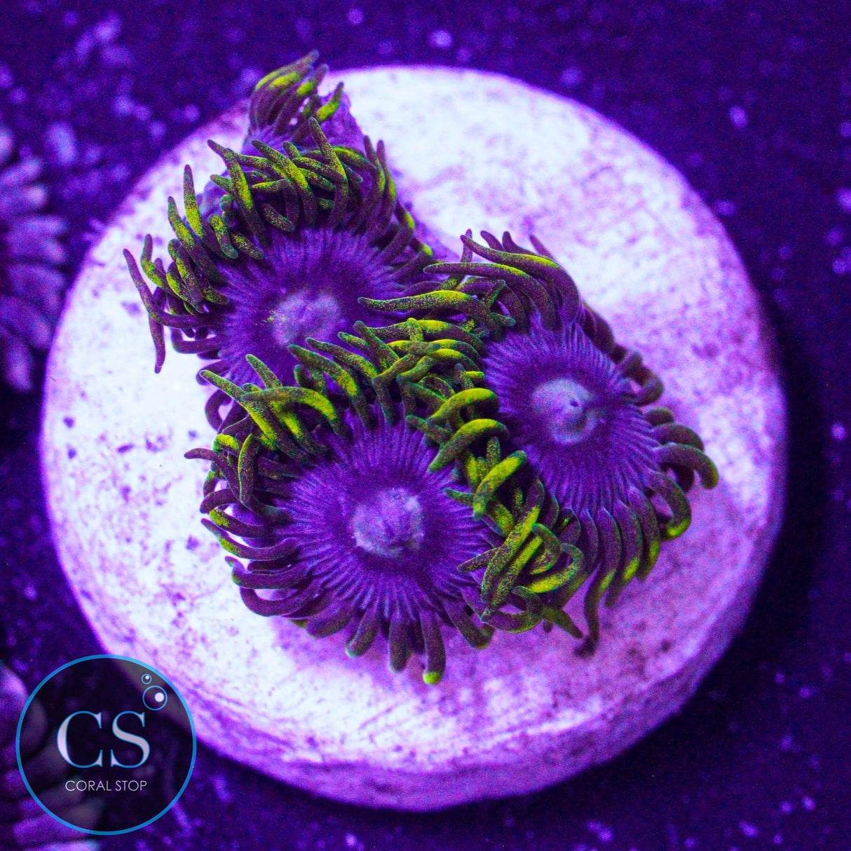 CS Electric Sapphire Zoa