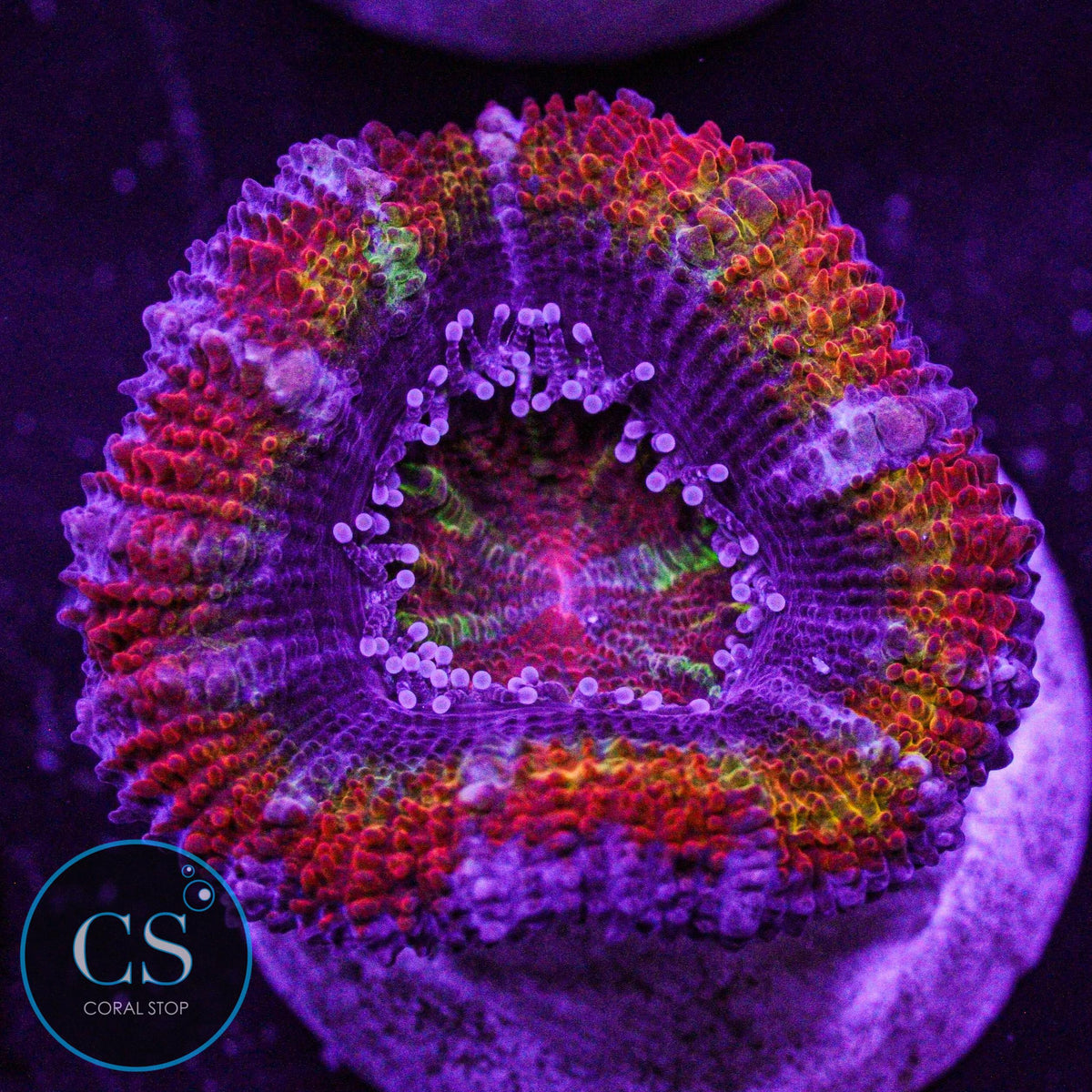 CS New Release Technicolor Acan
