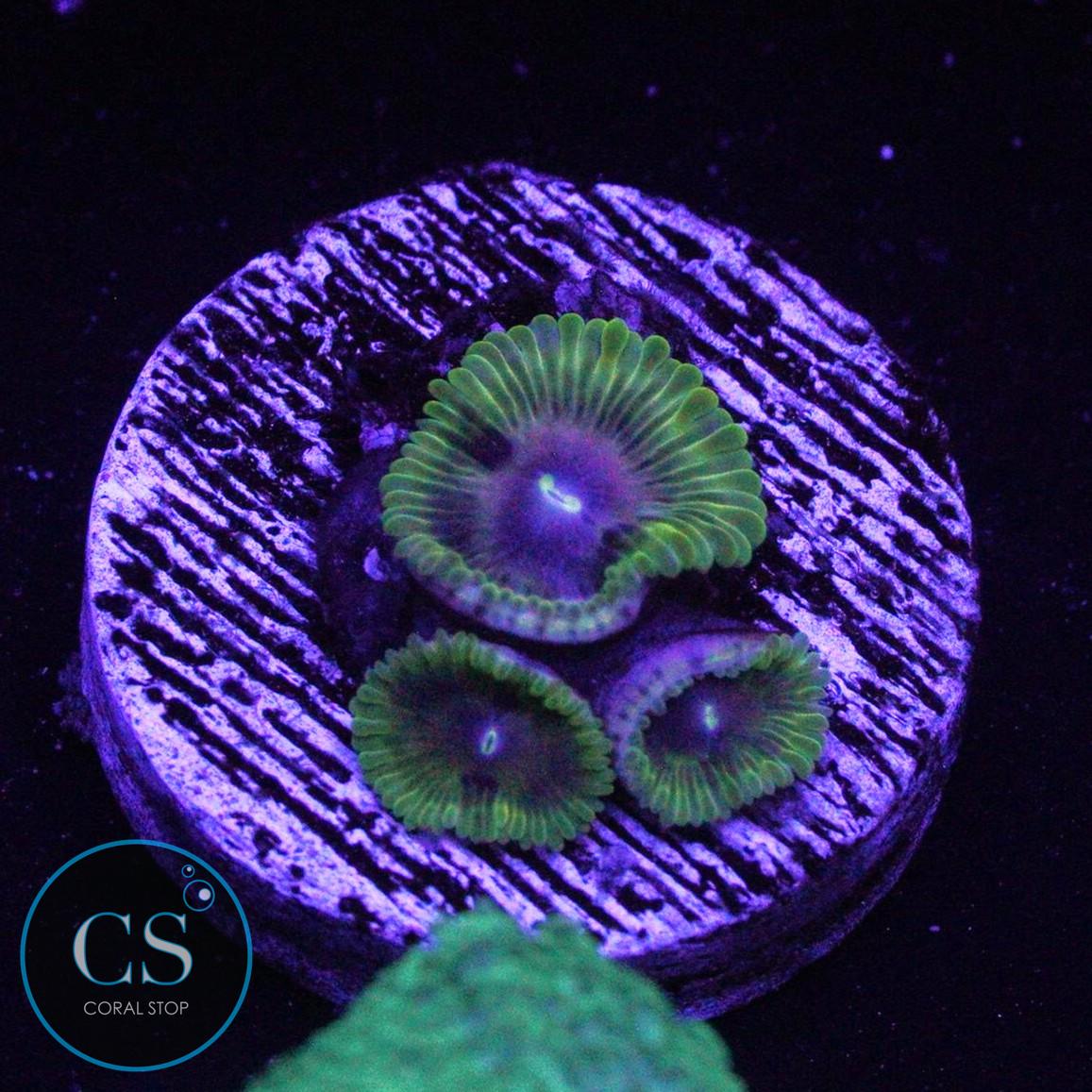 SBB OSCAR THE GROUCH ZOA
