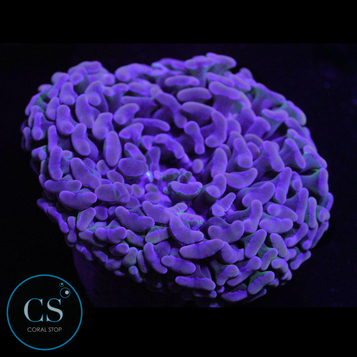 ULTRA WALL HAMMER 3"+