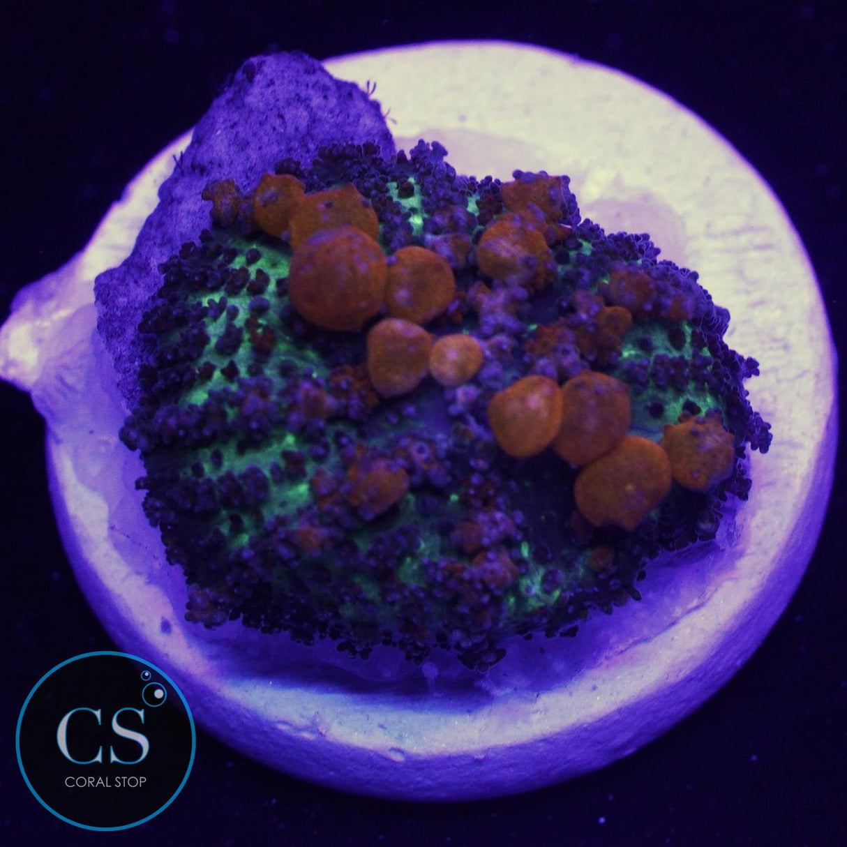 SUNKIST BOUNCE MUSHROOM