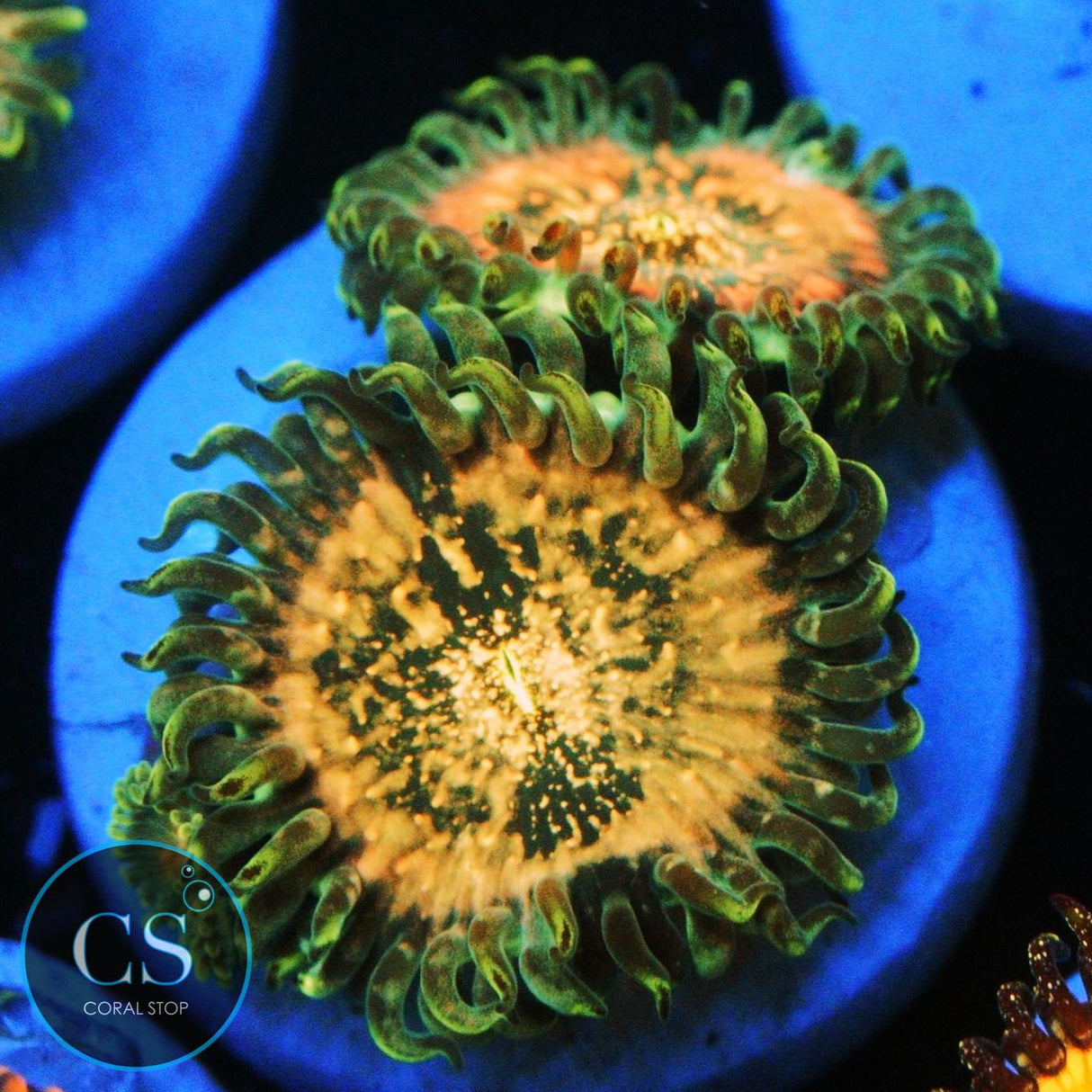 HAWAIIAN DING DANG ZOA