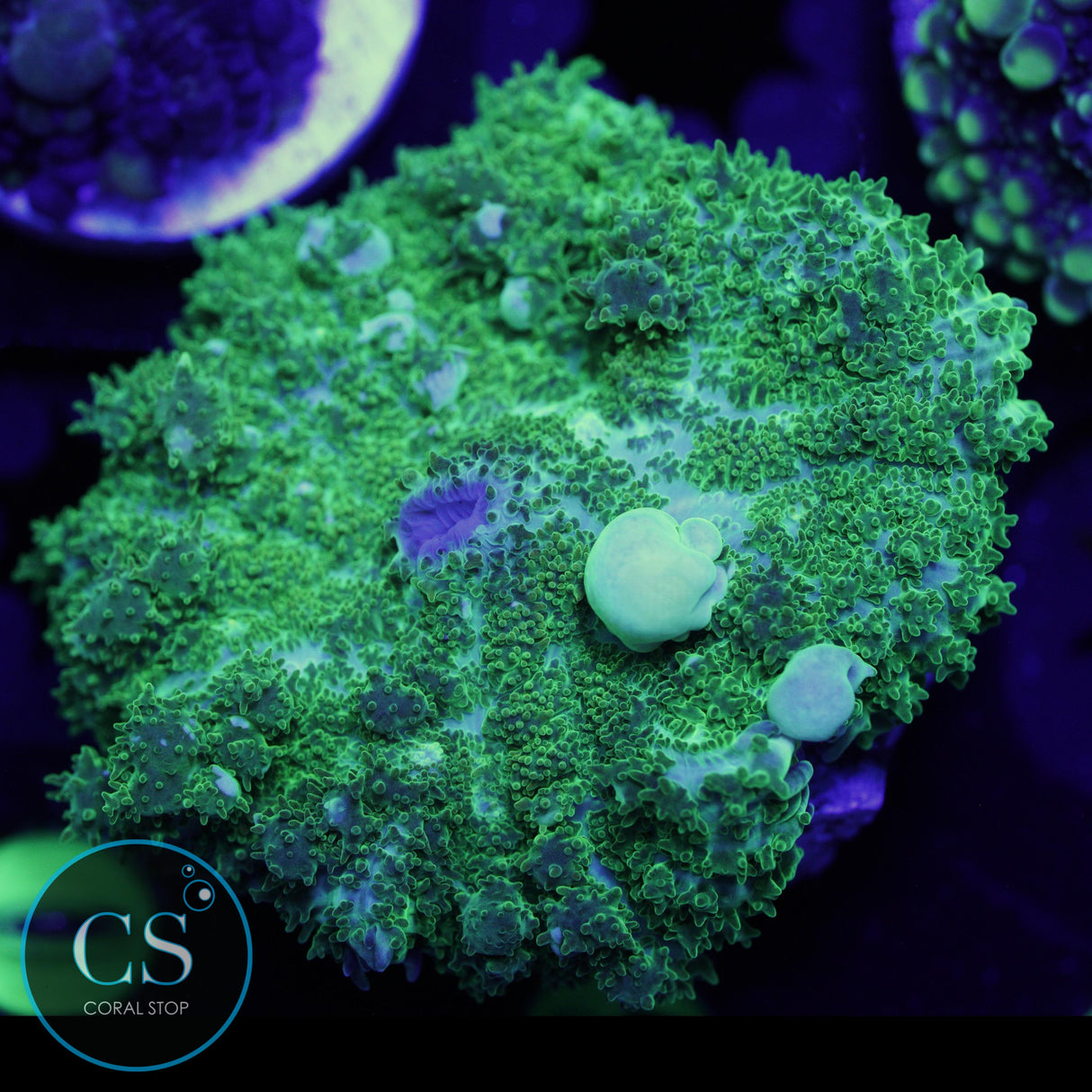 CS GHOST JUNGLE BOUNCE MUSHROOM