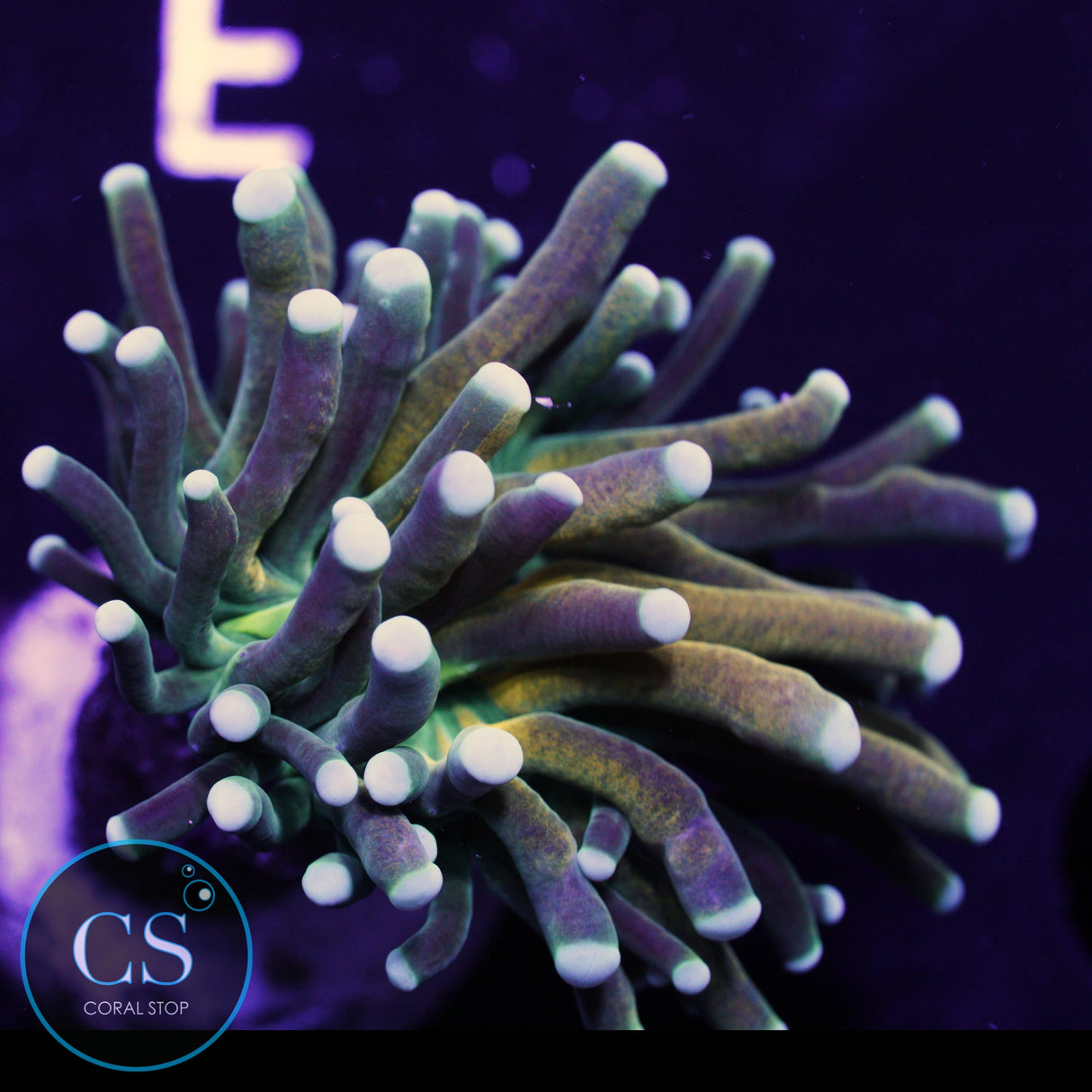 ULTRA BRANCH TIGER TORCH