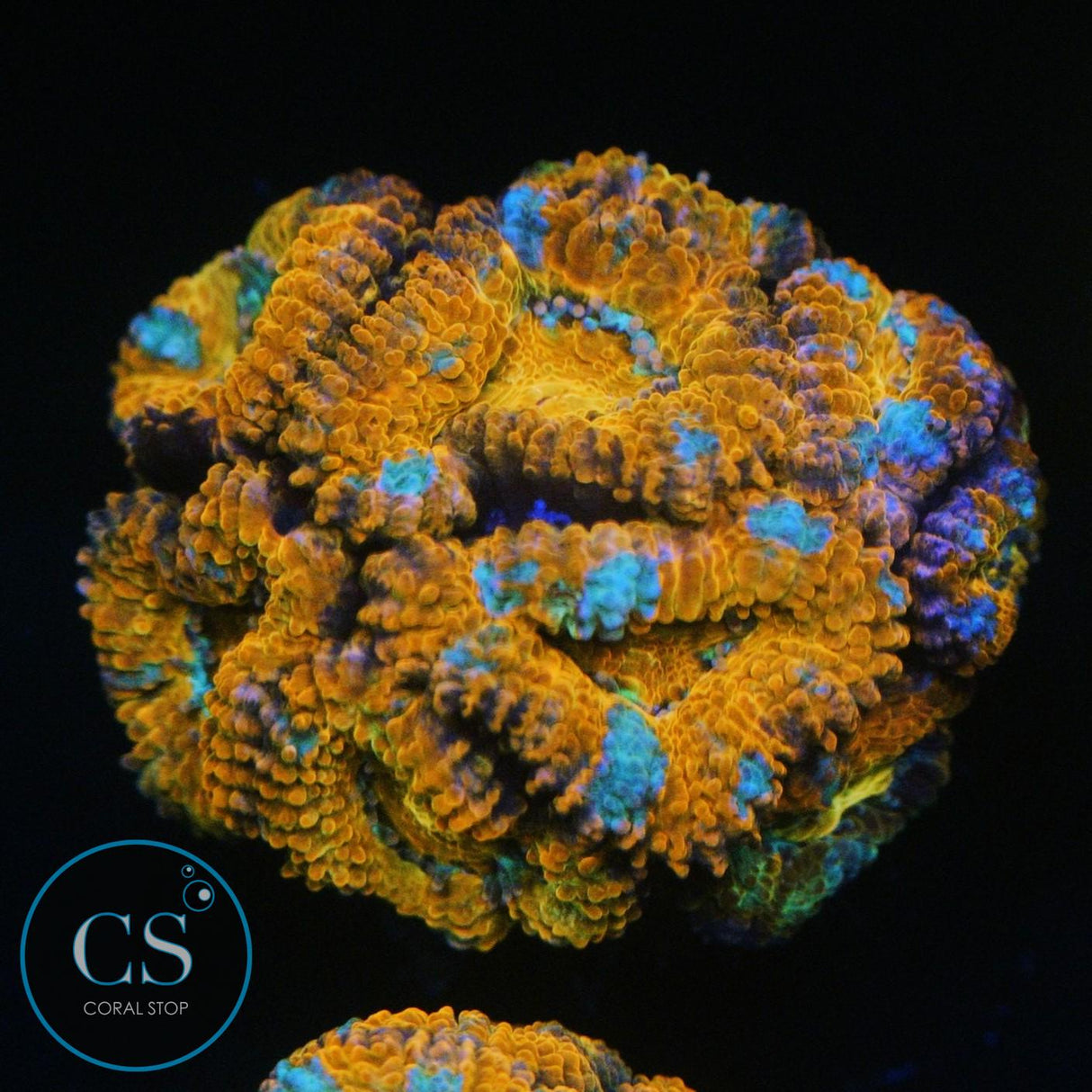RAINBOW ACAN