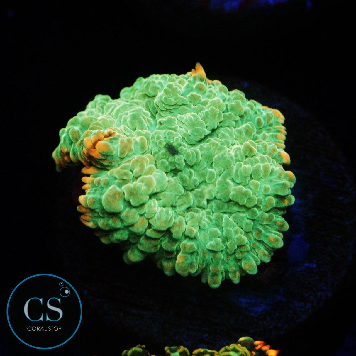 ELECTRIC LIME MUSHROOM