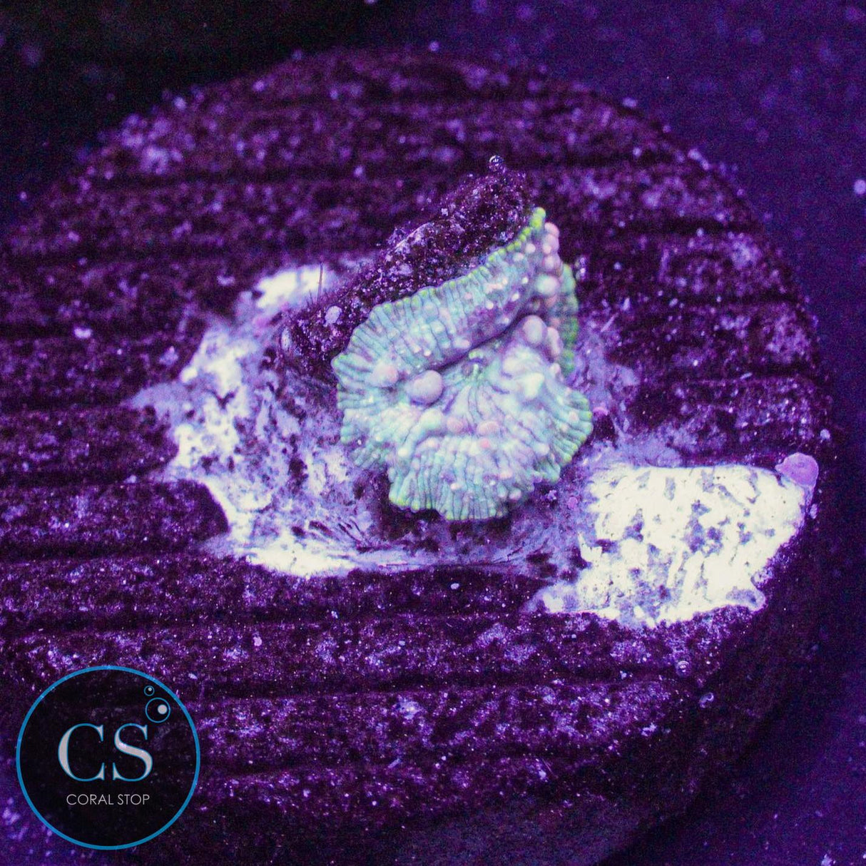 Neptune Bounce Mushroom