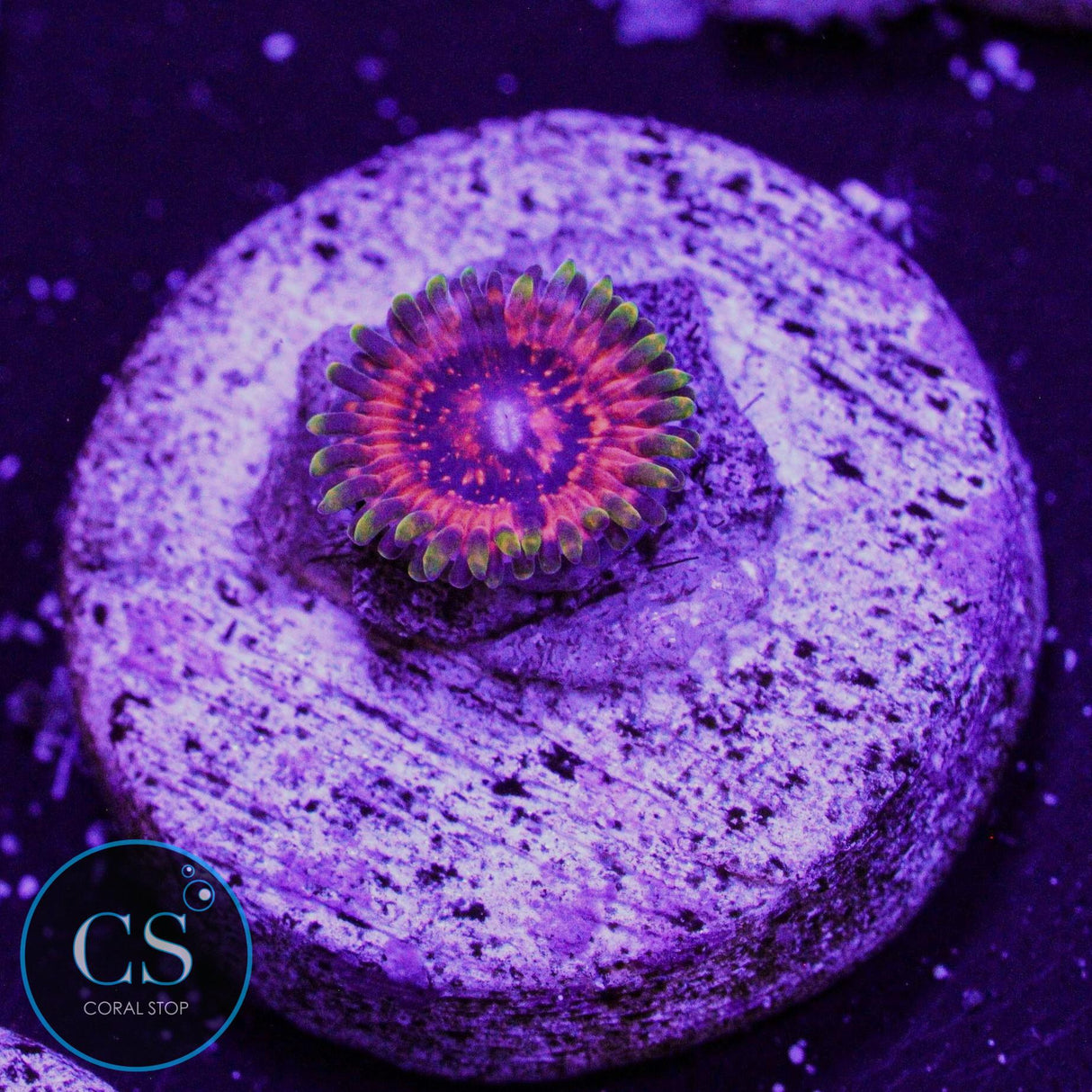 NEW RELEASE CS Fiery Hallucination Zoa