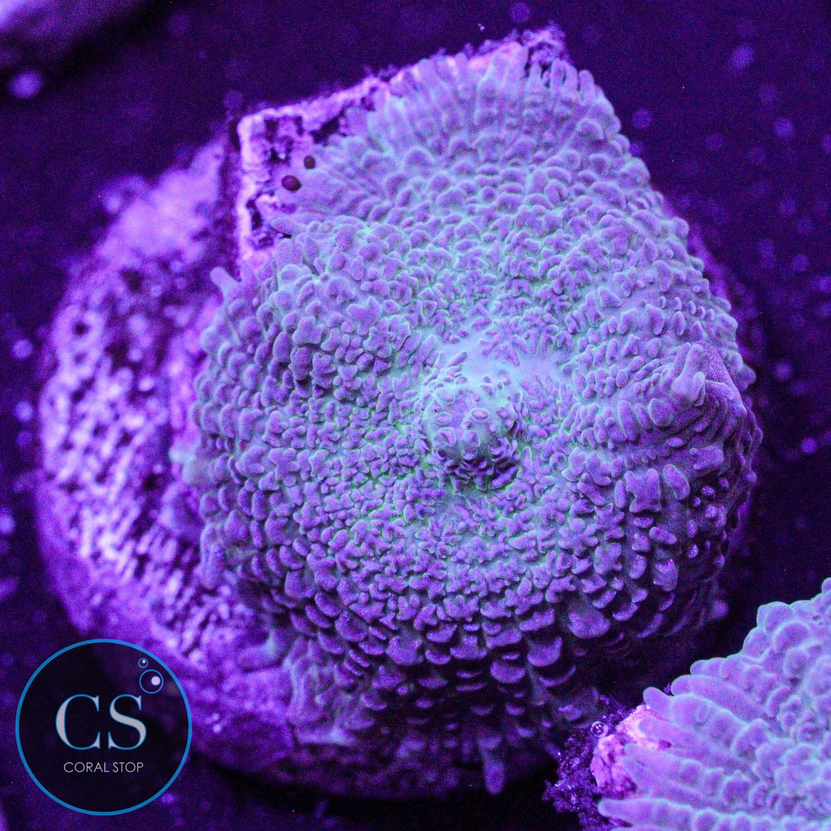 Rare Blue Rhodactis Mushroom