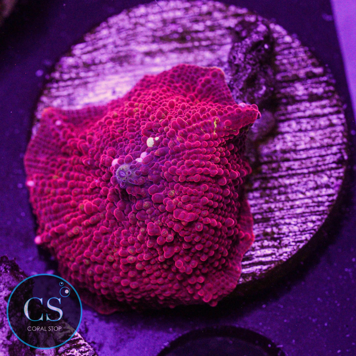 Eclectus Jawbreaker Mushroom