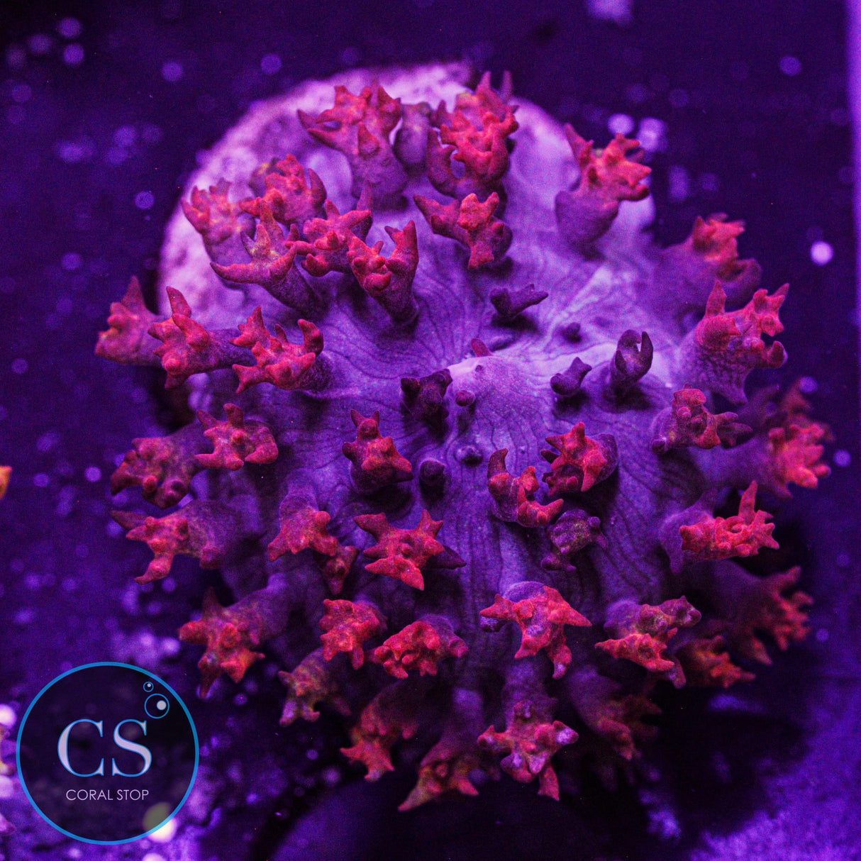 Red St Thomas Mushroom