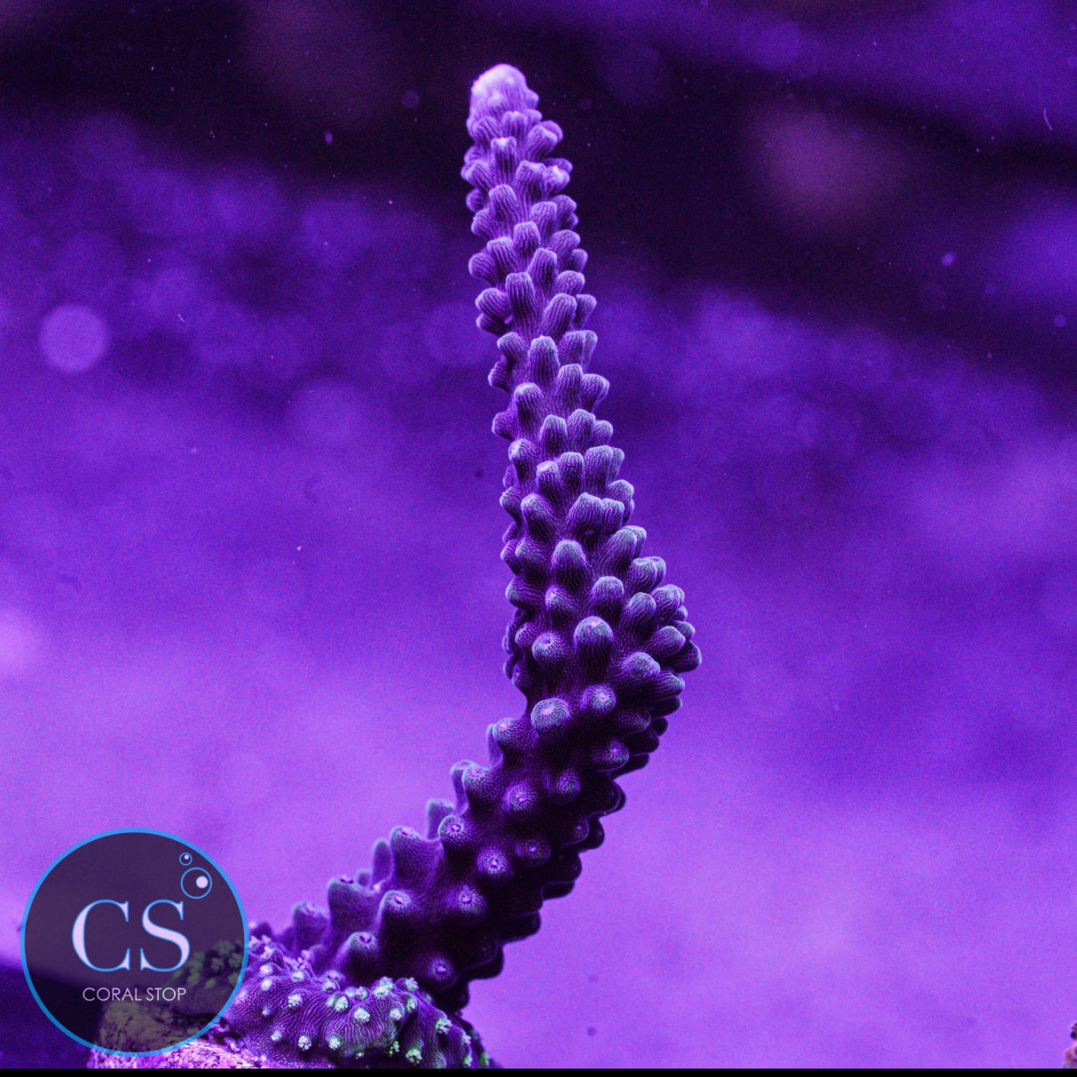 CC Blue Stag Acro