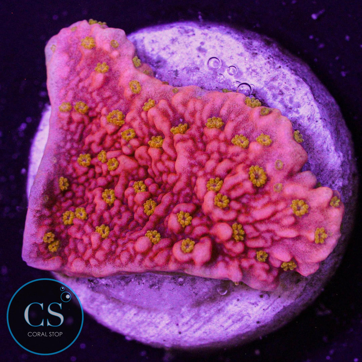 Sunrise Montipora