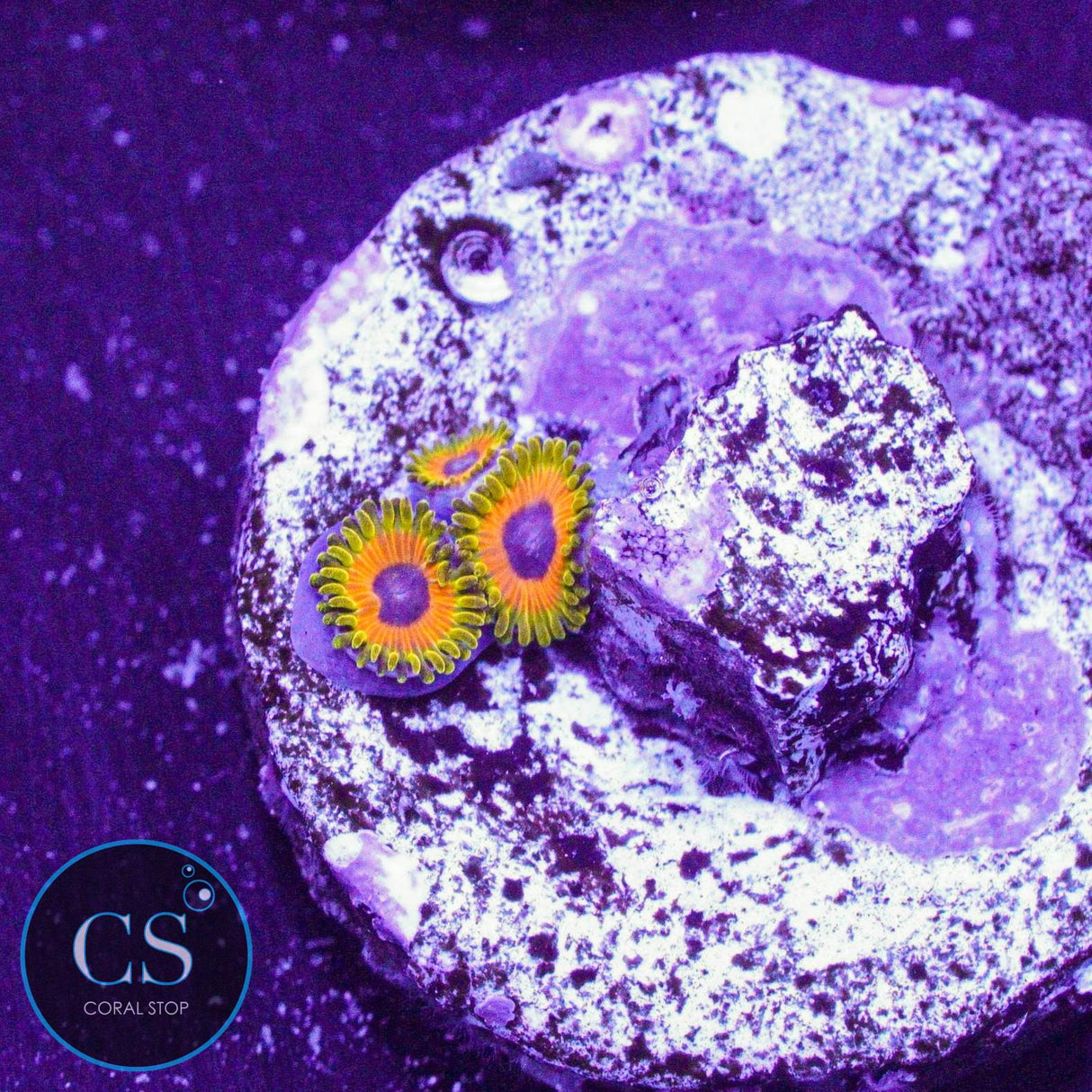 Great Owl Zoa
