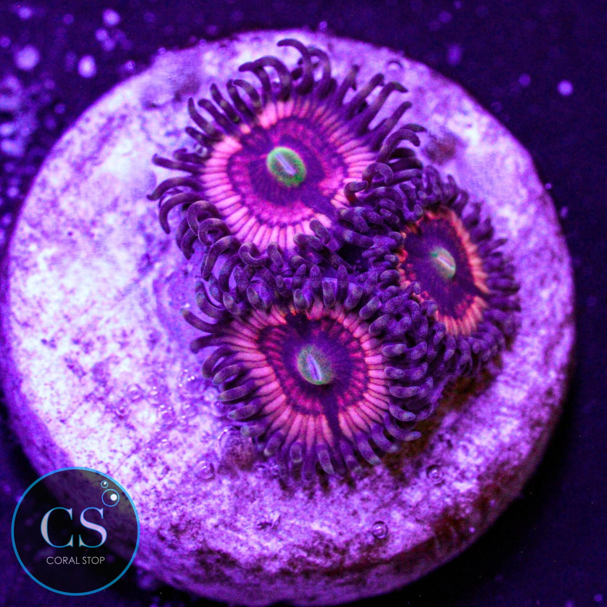 CS Bloody Cuties Zoa