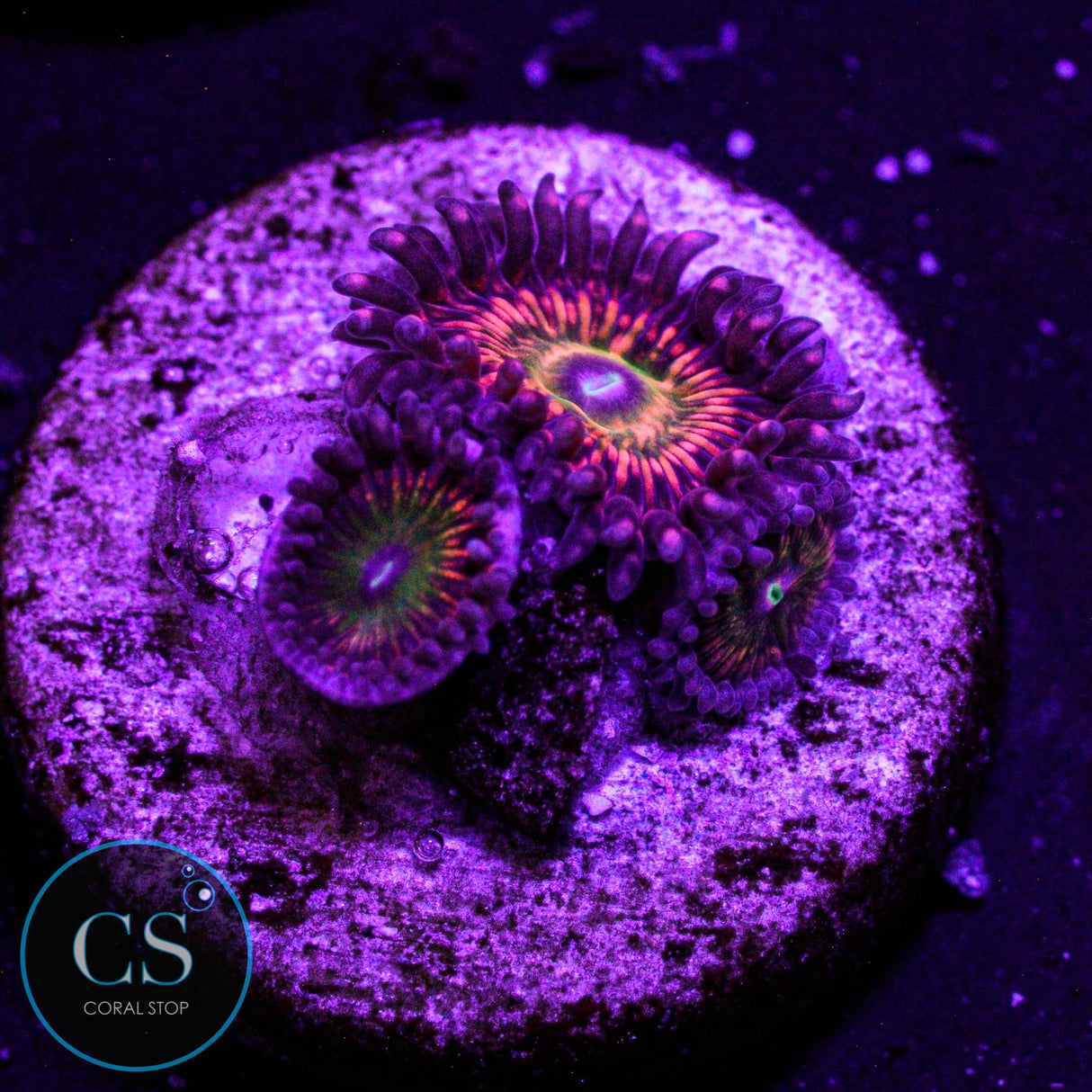 CB Krak God Zoa