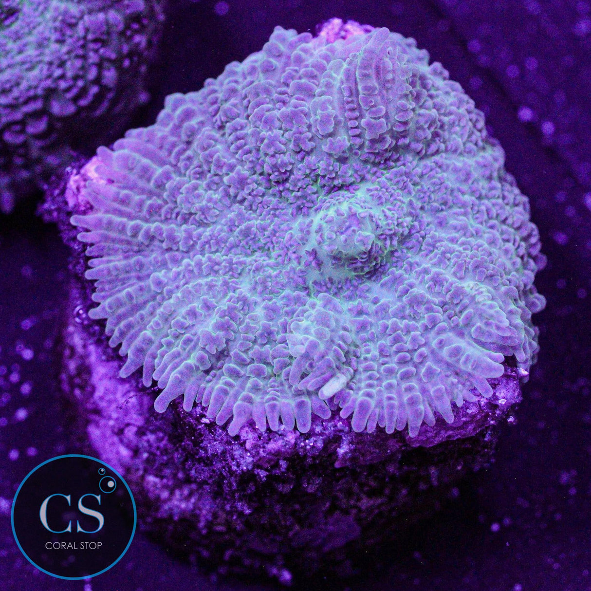 Rare Blue Rhodactis Mushroom
