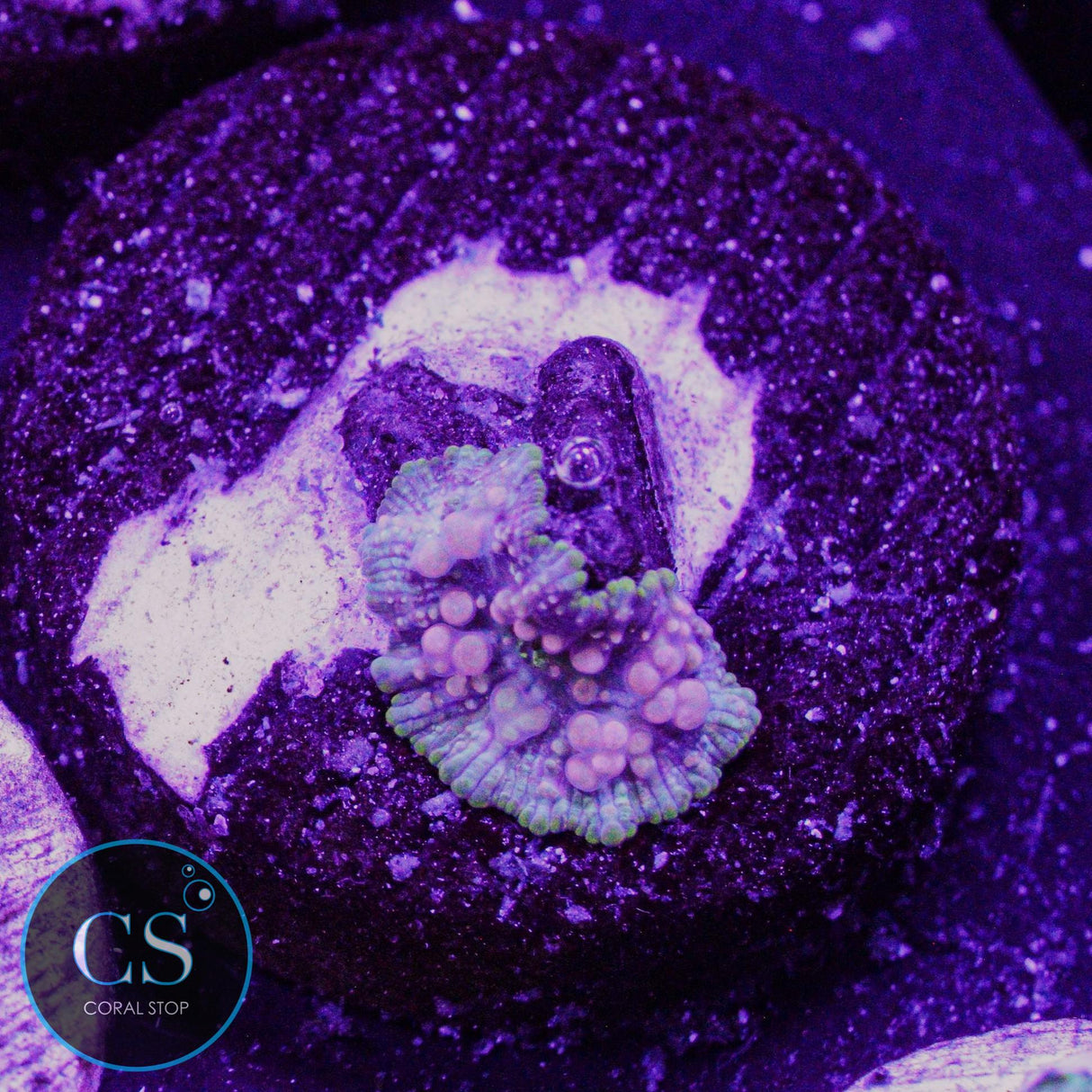Neptune Bounce Mushroom