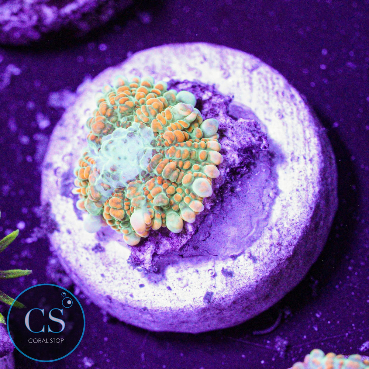 Ultra Tequila Sunrise Mushroom