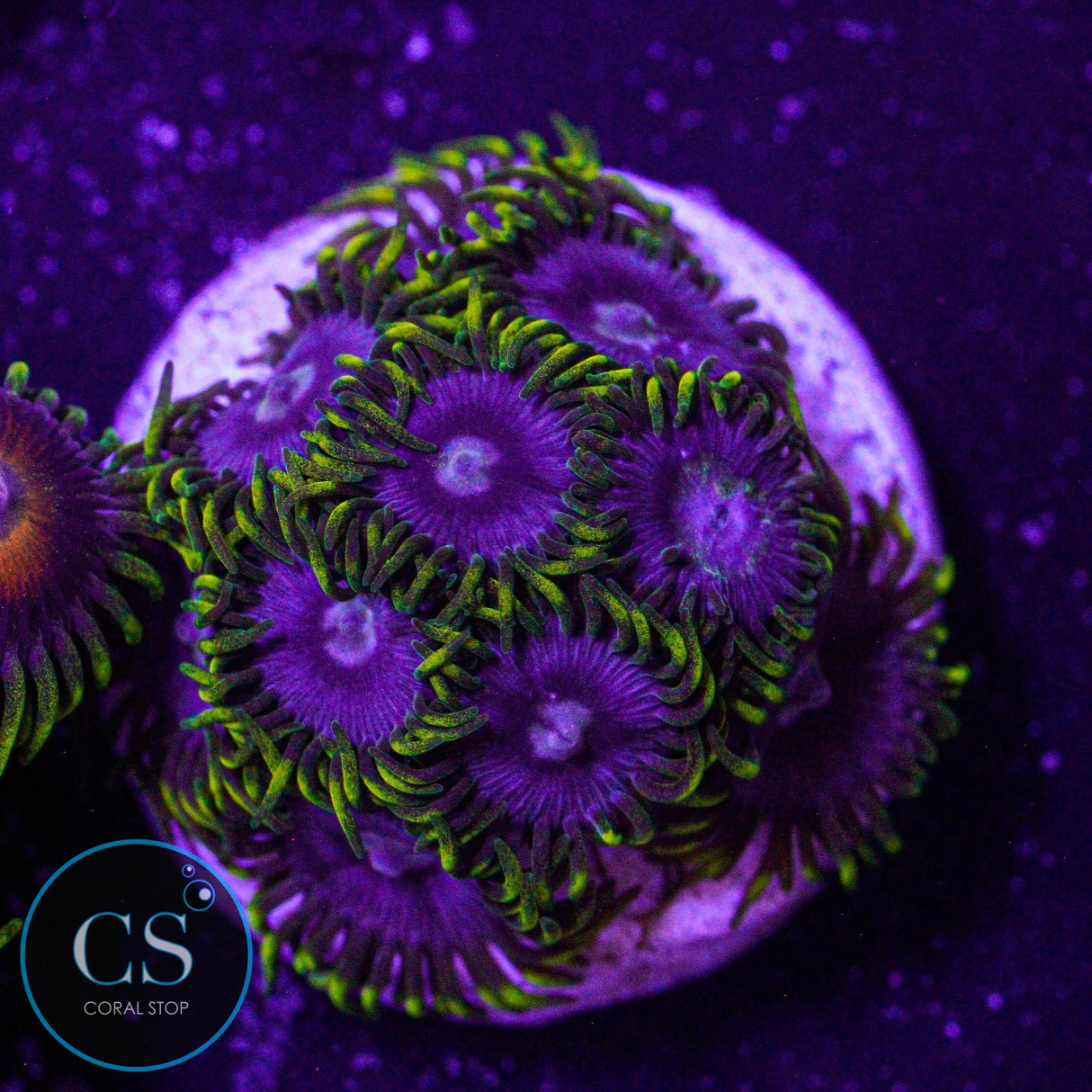 CS Electric Sapphire Zoa