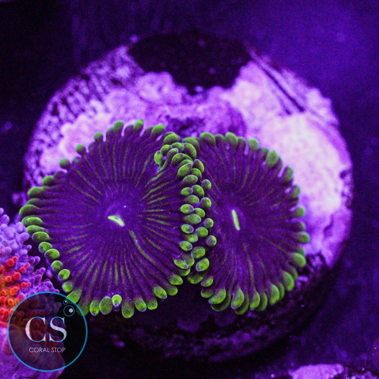 OG Purple People Eater Zoa