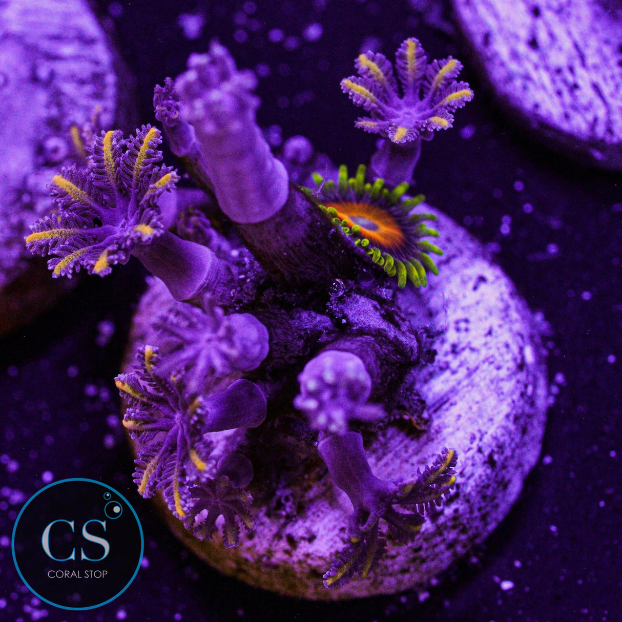 Golden Clove Polyps